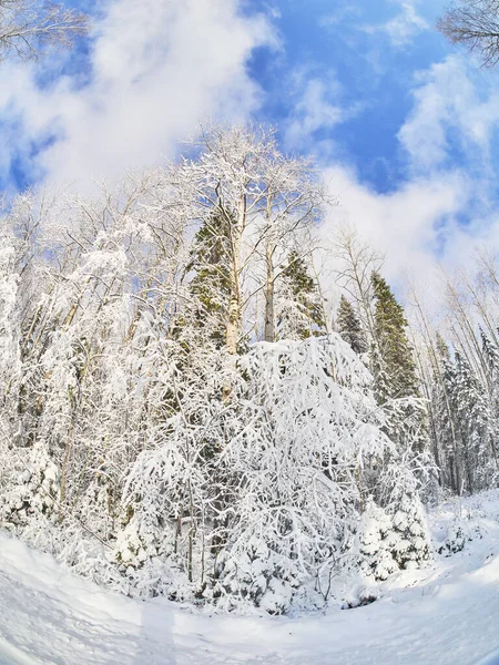 Winter im Wald. Taiga — Stockfoto