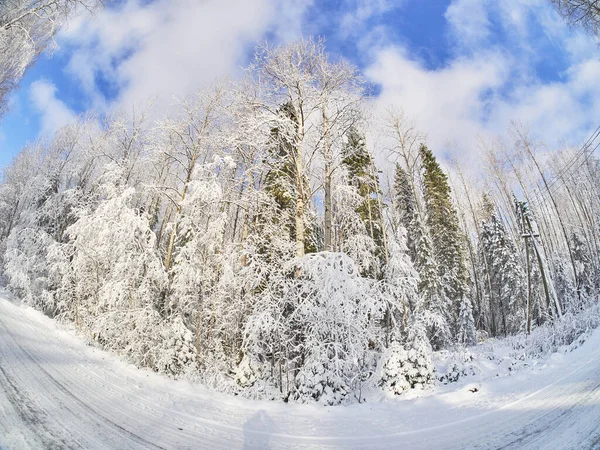 Invierno en el bosque. taiga —  Fotos de Stock