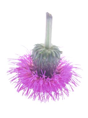 Beyaz bir arka planda çirkin bir çiçek