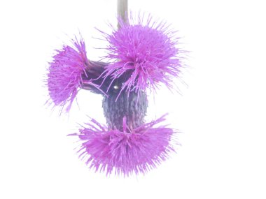 Beyaz bir arka planda çirkin bir çiçek