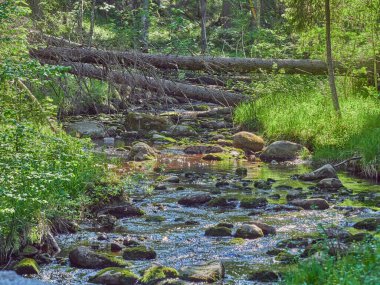 Nehirdeki taşlar. yaz