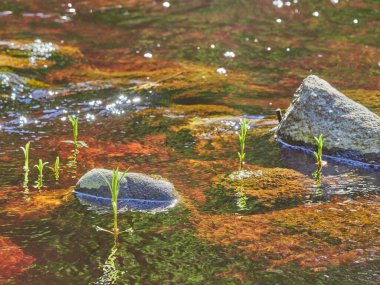Nehir kenarındaki bitkiler. yaz
