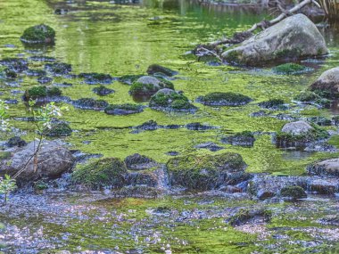 Nehirdeki taşlar. yaz
