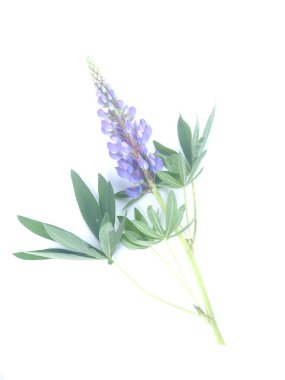Beyaz arkaplanda mavi lupin çiçekleri