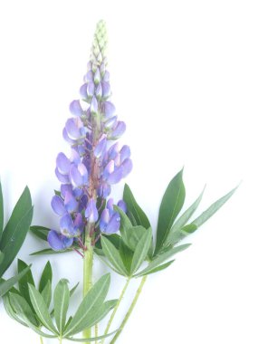 Beyaz arkaplanda mavi lupin çiçekleri