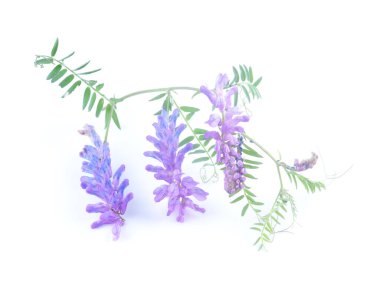 Beyaz arkaplanda mavi bezelye çiçekleri