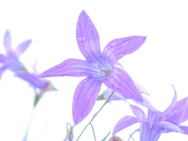 Beyaz arkaplanda BlueBell çiçeği