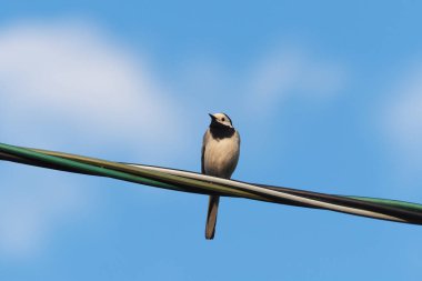 Sallanan kuyruk telde. yaz