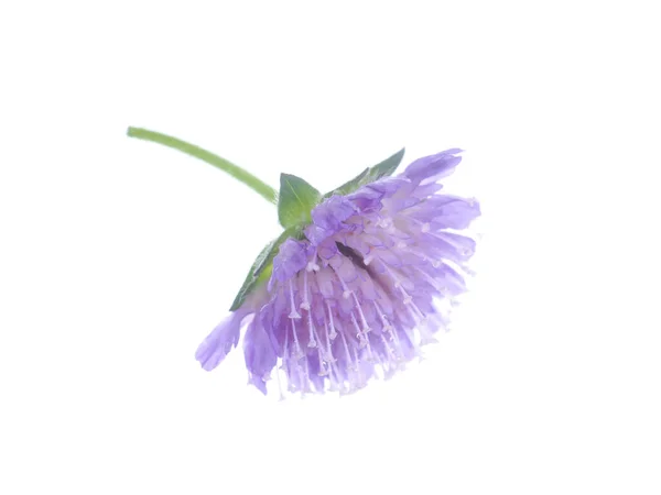 Beyaz Arka Planda Bir Piçin Mor Çiçekleri — Stok fotoğraf