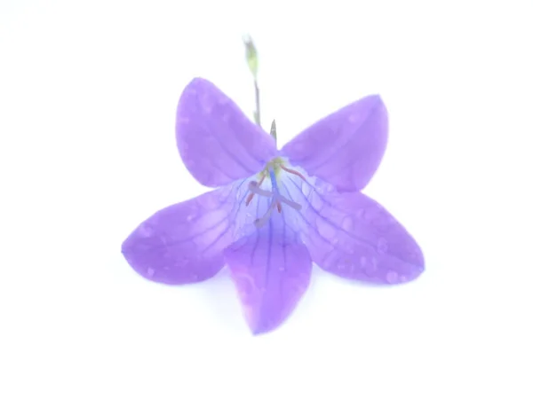 Bluebell Květina Bílém Pozadí — Stock fotografie