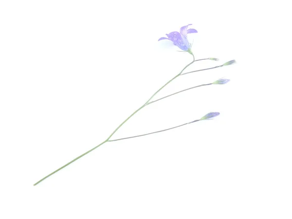 Flor Bluebell Sobre Fondo Blanco — Foto de Stock