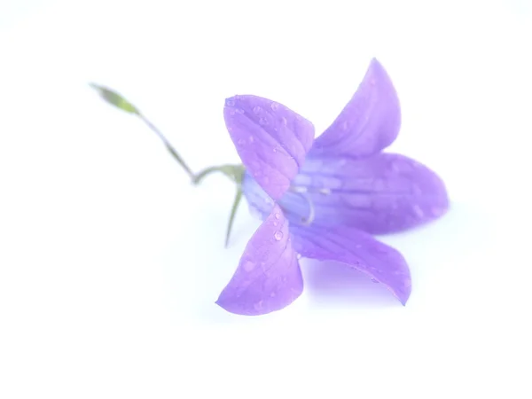 Bluebell Λουλούδι Λευκό Φόντο — Φωτογραφία Αρχείου