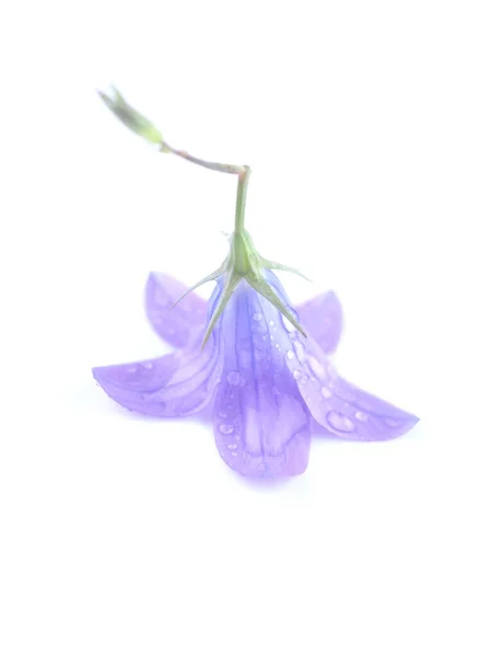 Bluebell Fleur Sur Fond Blanc — Photo