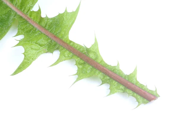 Foglia Dente Leone Sfondo Bianco — Foto Stock