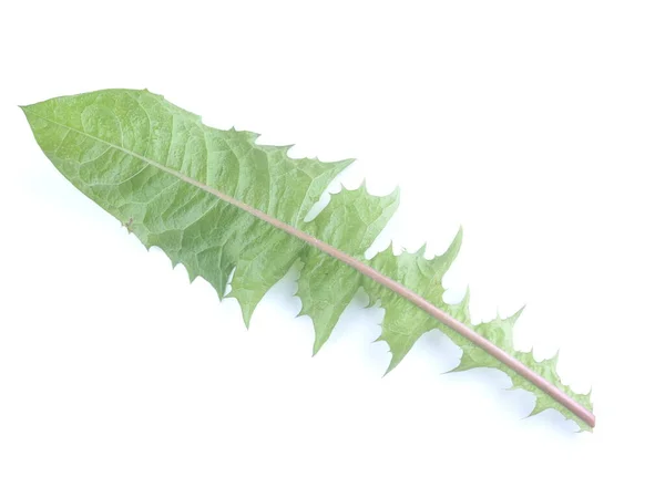 Foglia Dente Leone Sfondo Bianco — Foto Stock