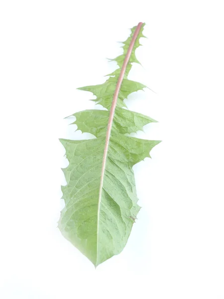 Dandelion Leaf White Background — Stock Photo, Image
