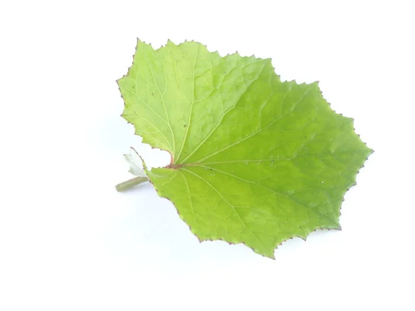 Machiha Leaves White Background — Stock Photo, Image