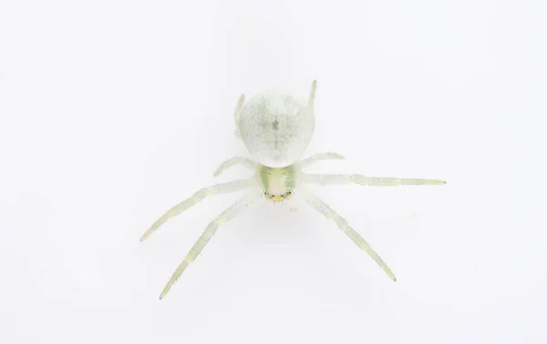 Araña Verde Sobre Fondo Blanco — Foto de Stock