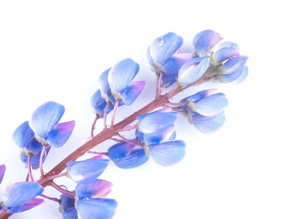 Flores Altramuz Azul Sobre Fondo Blanco — Foto de Stock