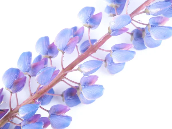 Flores Tremoço Azuis Fundo Branco — Fotografia de Stock