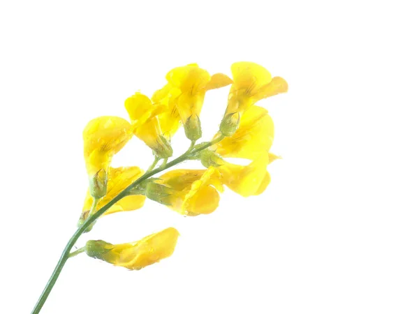 Flores Pradera Amarilla Sobre Fondo Blanco —  Fotos de Stock