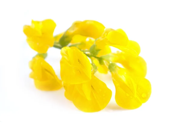 Beyaz Arka Planda Sarı Çayır Çiçekleri — Stok fotoğraf