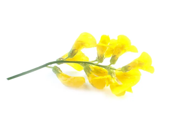 Fiori Prato Giallo Uno Sfondo Bianco — Foto Stock