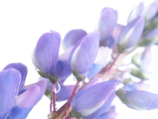 Blue Lupine Flowers White Background — Stock Photo, Image