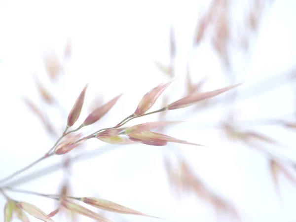 白色背景的谷类植物 — 图库照片