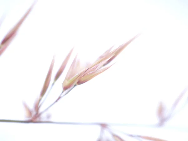 白色背景的谷类植物 — 图库照片