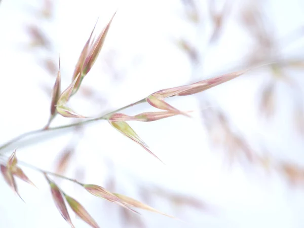 Graanplant Een Witte Achtergrond — Stockfoto