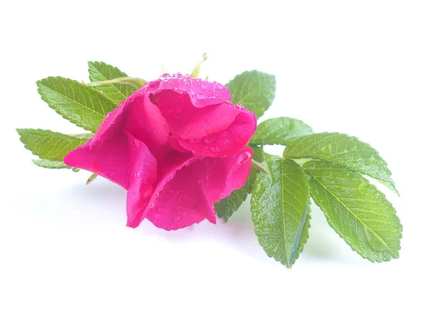 Rosehip Flowers White Background — Stock Photo, Image