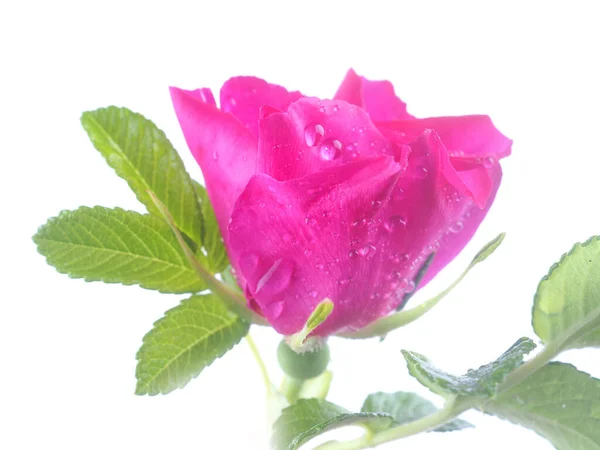 Kwiaty Róży Białym Tle — Zdjęcie stockowe
