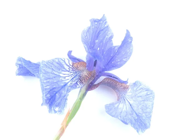 Modrá Duhovka Květiny Bílém Pozadí — Stock fotografie