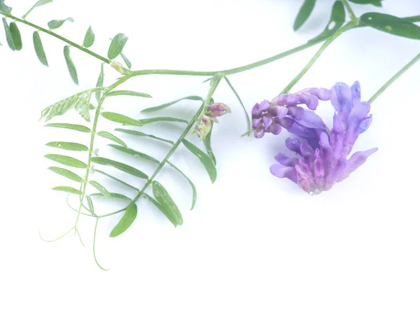 Beyaz Arkaplanda Mavi Bezelye Çiçekleri — Stok fotoğraf