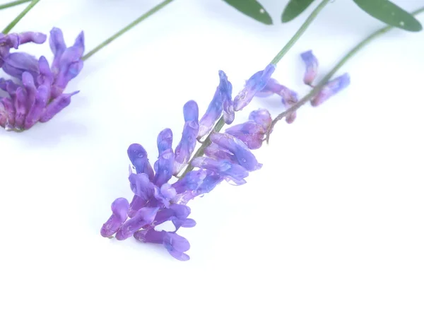 Modrý Hrášek Květiny Bílém Pozadí — Stock fotografie
