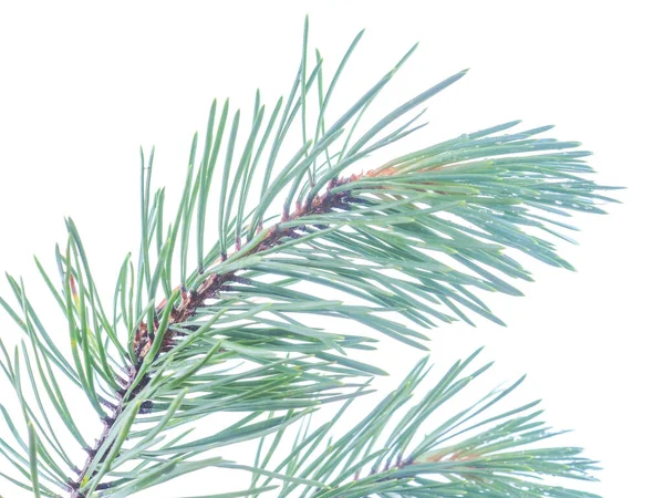 Pine Branch White Background — Stock Photo, Image