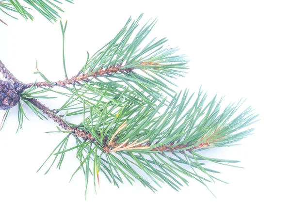 Pine Branch White Background — Stock Photo, Image