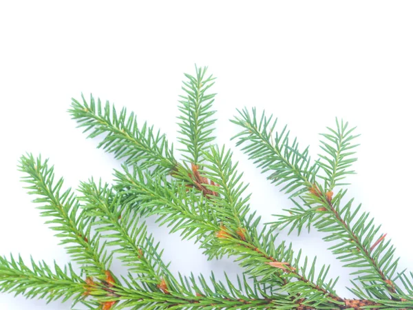 Spruce Branch White Background — Stock Photo, Image