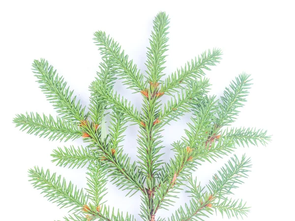 Spruce Branch White Background — Stock Photo, Image