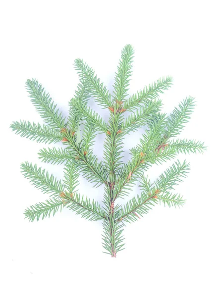 Spruce Branch White Background — Stock Photo, Image