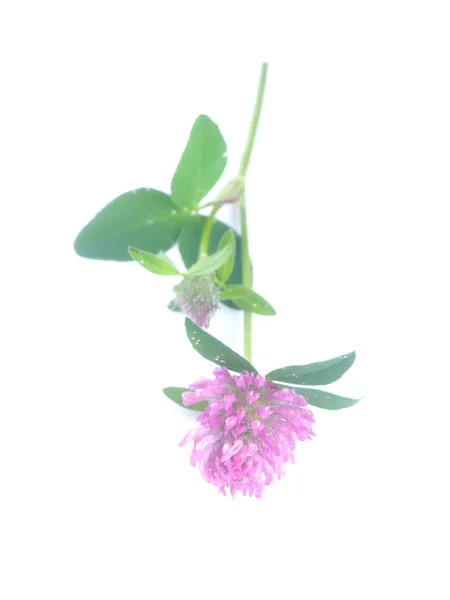 Розовый Цветок Клевера Белом Фоне — стоковое фото