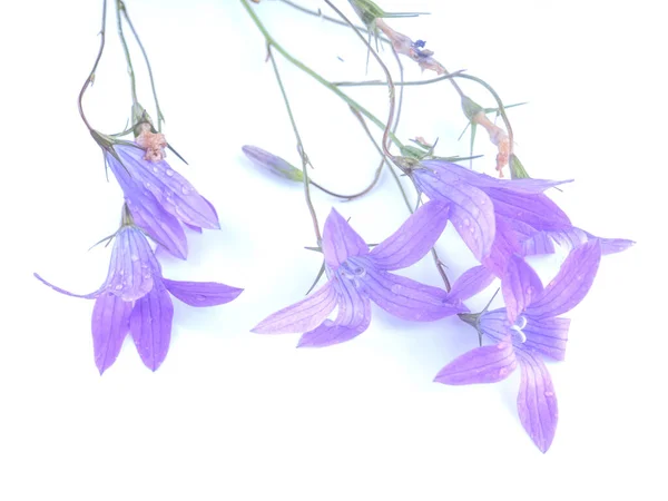 Beyaz Arkaplanda Bluebell Çiçeği — Stok fotoğraf