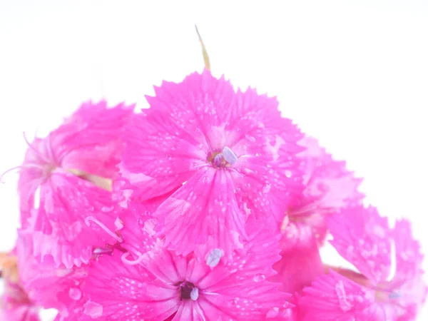 Roze Anjer Bloem Een Witte Achtergrond — Stockfoto