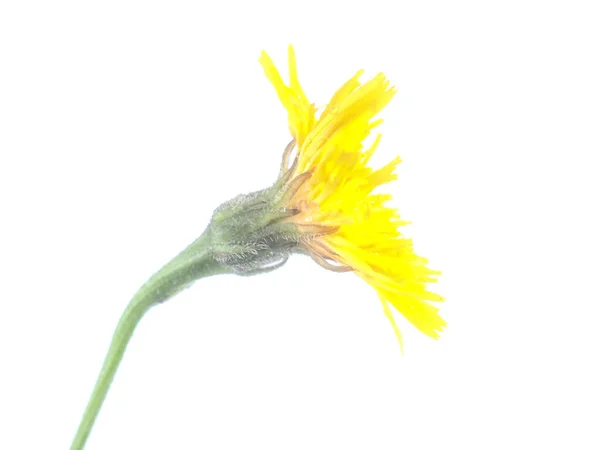 Flores Crepis Amarelas Fundo Branco — Fotografia de Stock