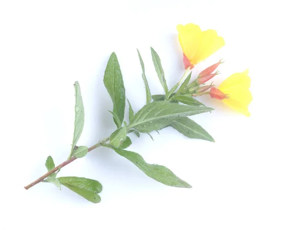 Žluté Mullein Květiny Bílém Pozadí — Stock fotografie