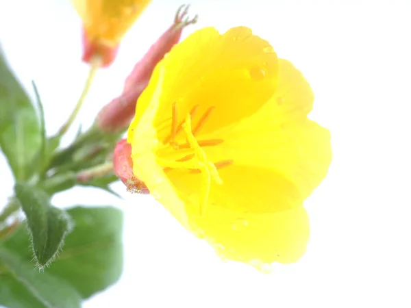 白い背景に黄色いムレーンの花 — ストック写真