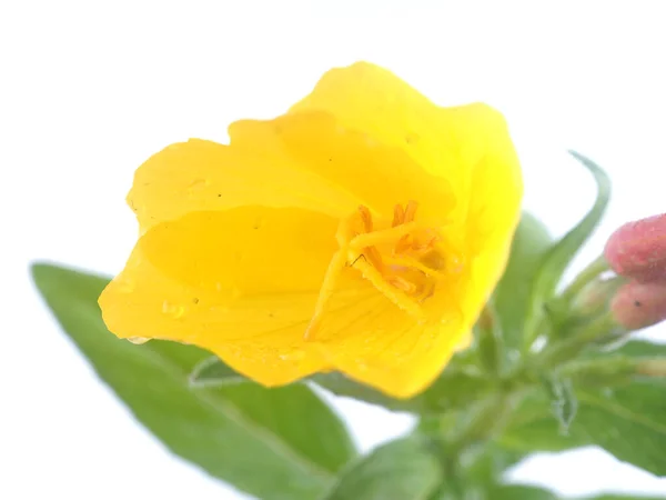 Gele Mullein Bloemen Een Witte Achtergrond — Stockfoto