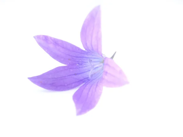 Fiore Bluebell Sfondo Bianco — Foto Stock