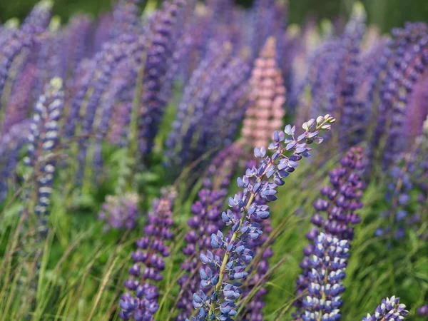 Lupine Flowers Forest Summer — Stock Photo, Image